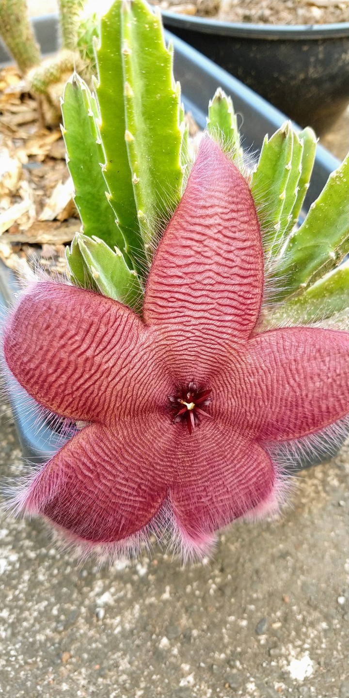 Flor cacto