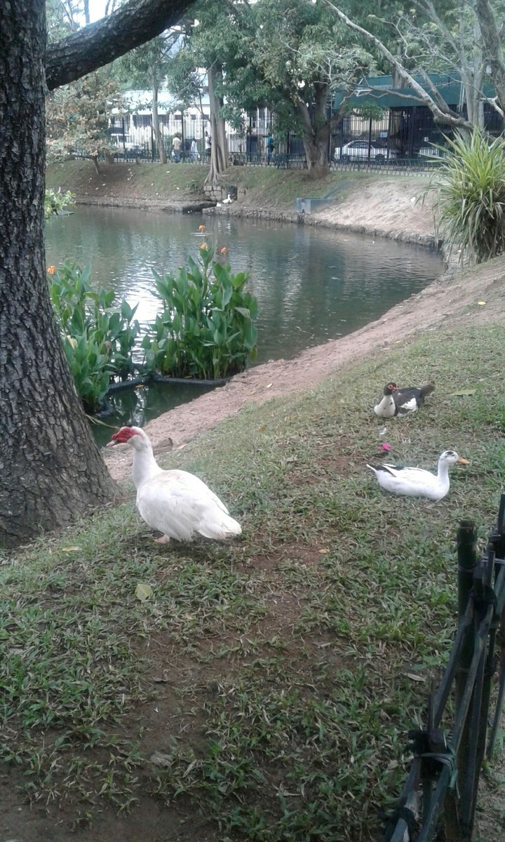 White Duck
