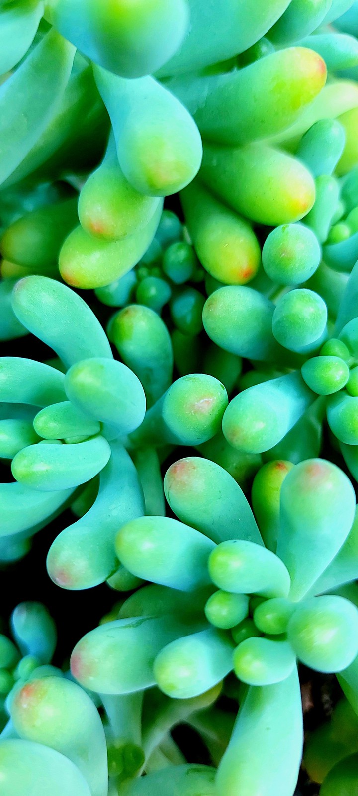 Wallpaper 4k full hd succulents