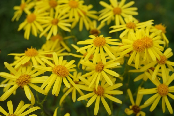 yellow  flowers