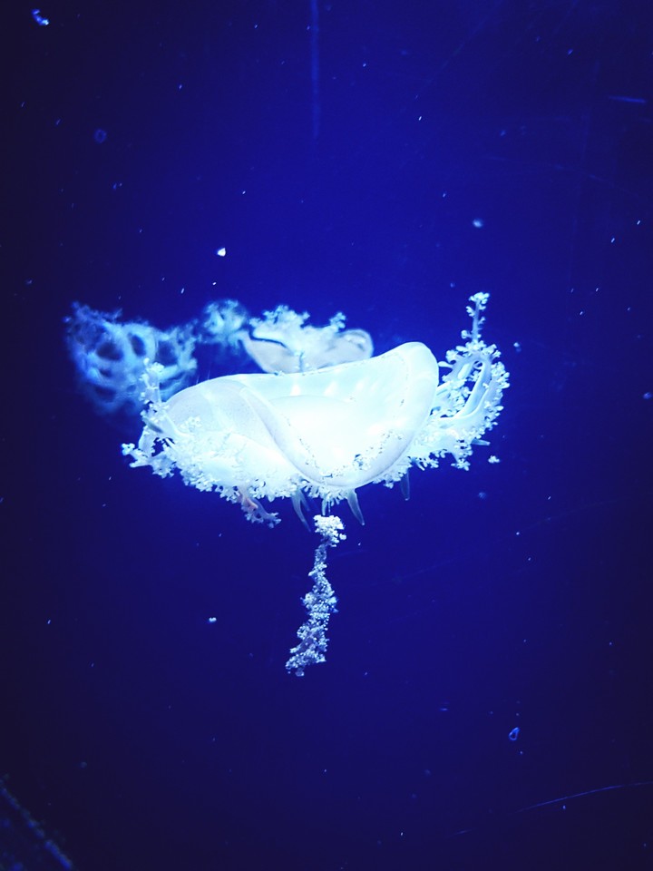 Jelly