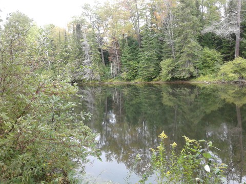 a forest lake