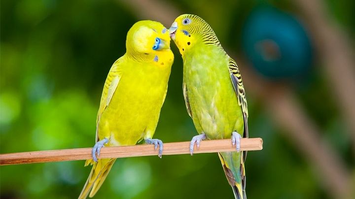budgie