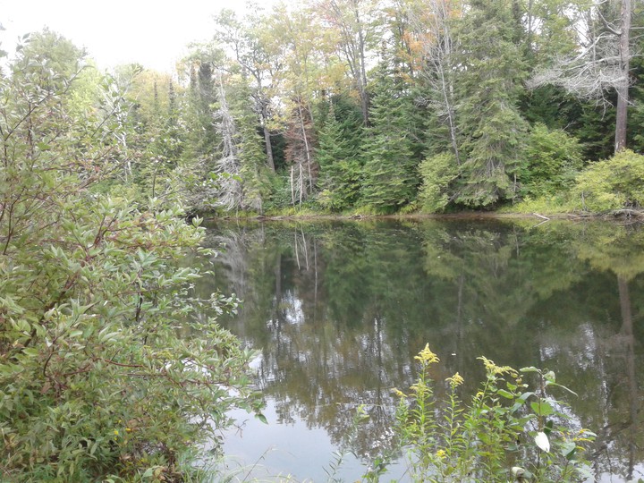 a forest lake