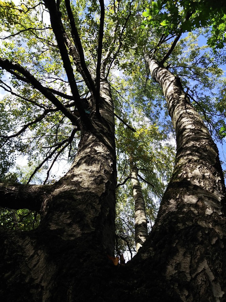 Trees
