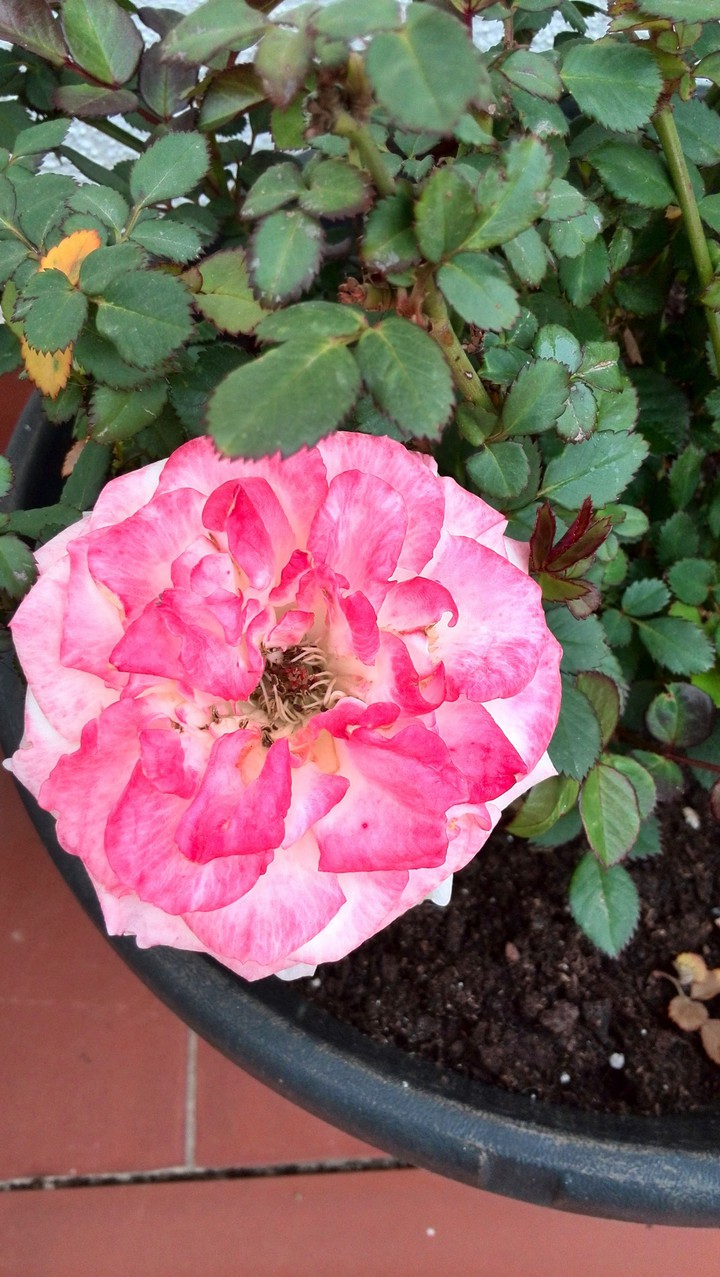 Japanese rose