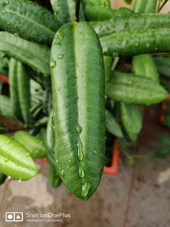 All Spices Leaf