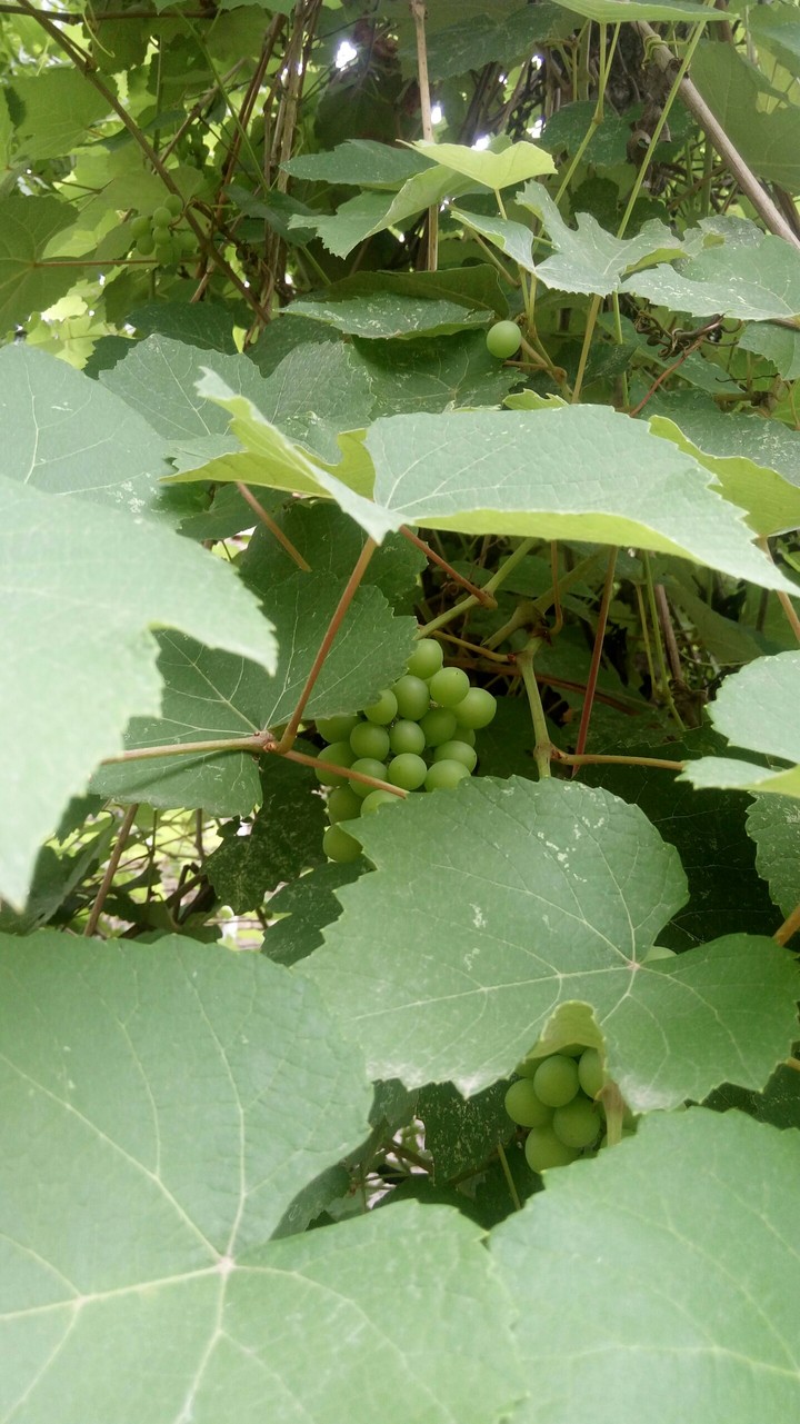 Hidden green cluster