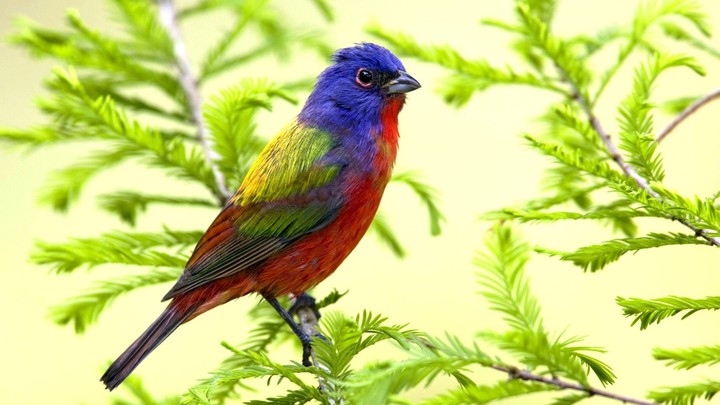 bird