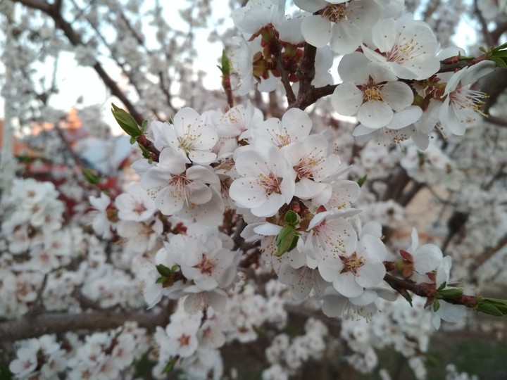 Цветы