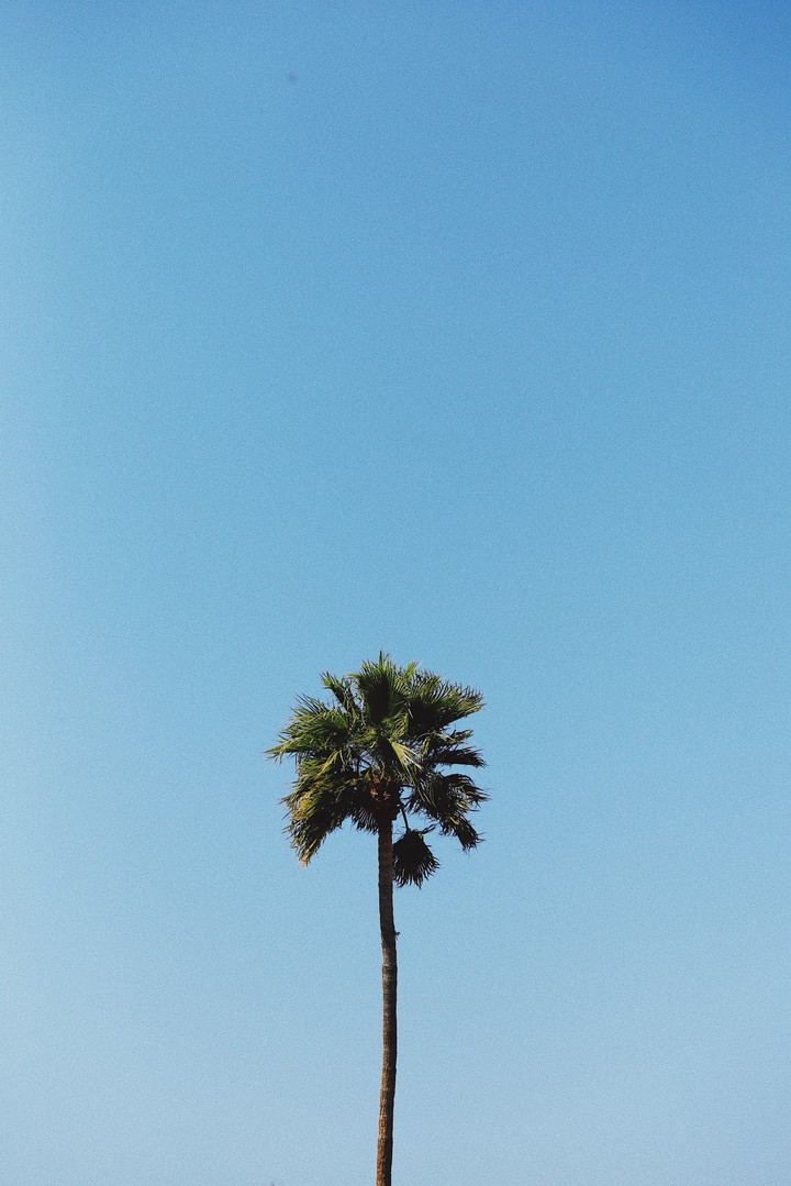 palm tree
