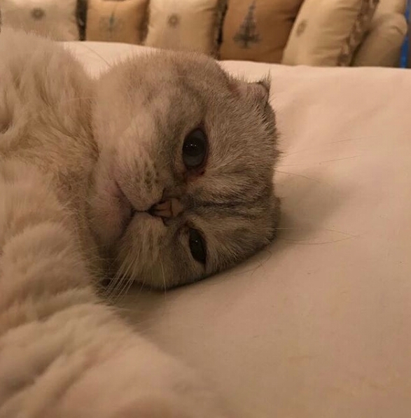 #taylorswift