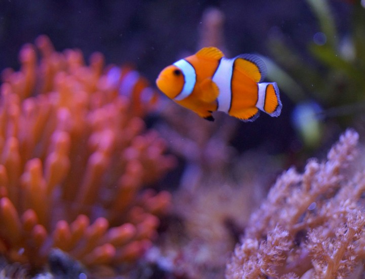 Where is Nemo?