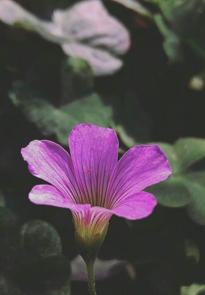 A Beautiful Flower.