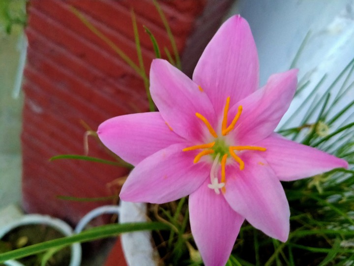 Flower