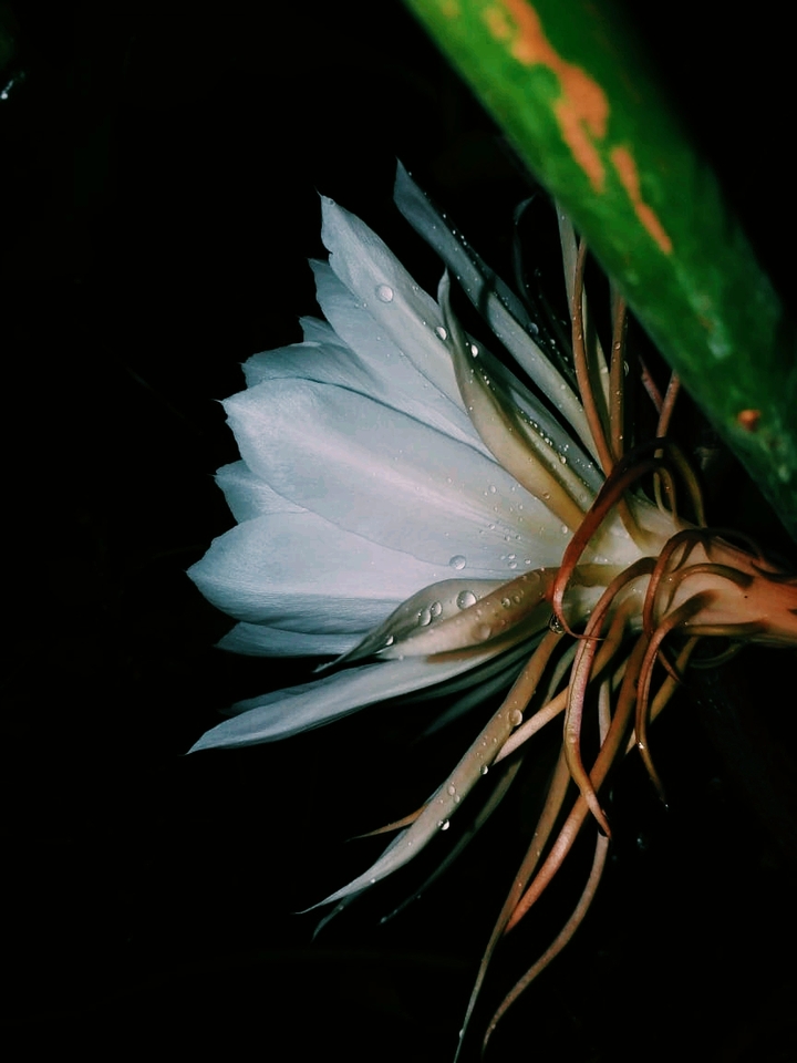 BrahmaKamal Flower@hdg