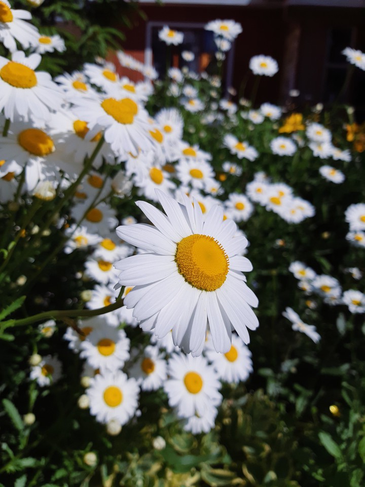 chamomile