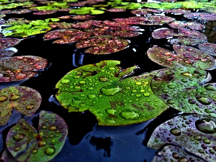 drops