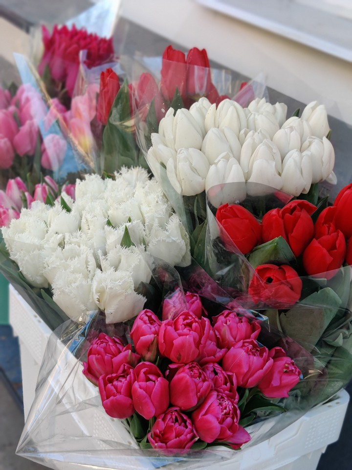 tulips