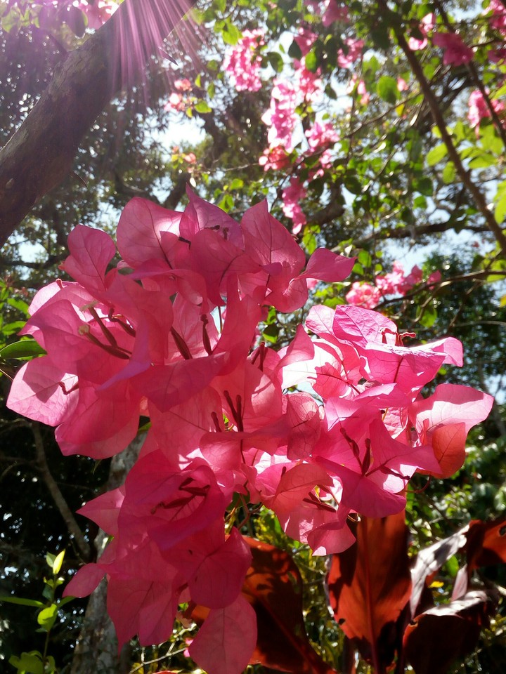 paper flower(?)