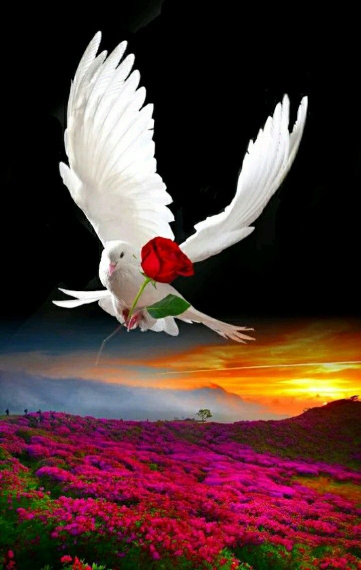 This picture are to you my beautiful sister ❤