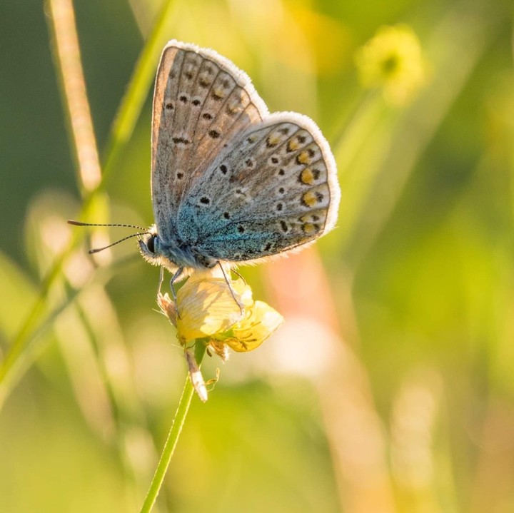 a summer dream