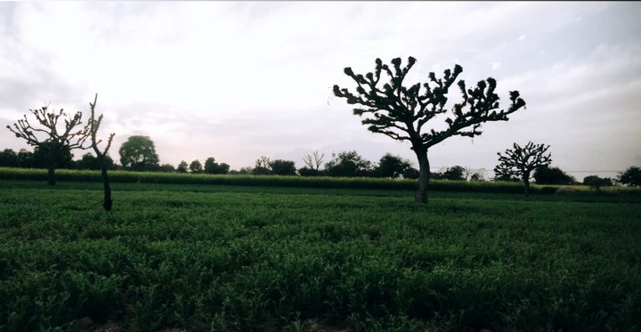 Farm Life