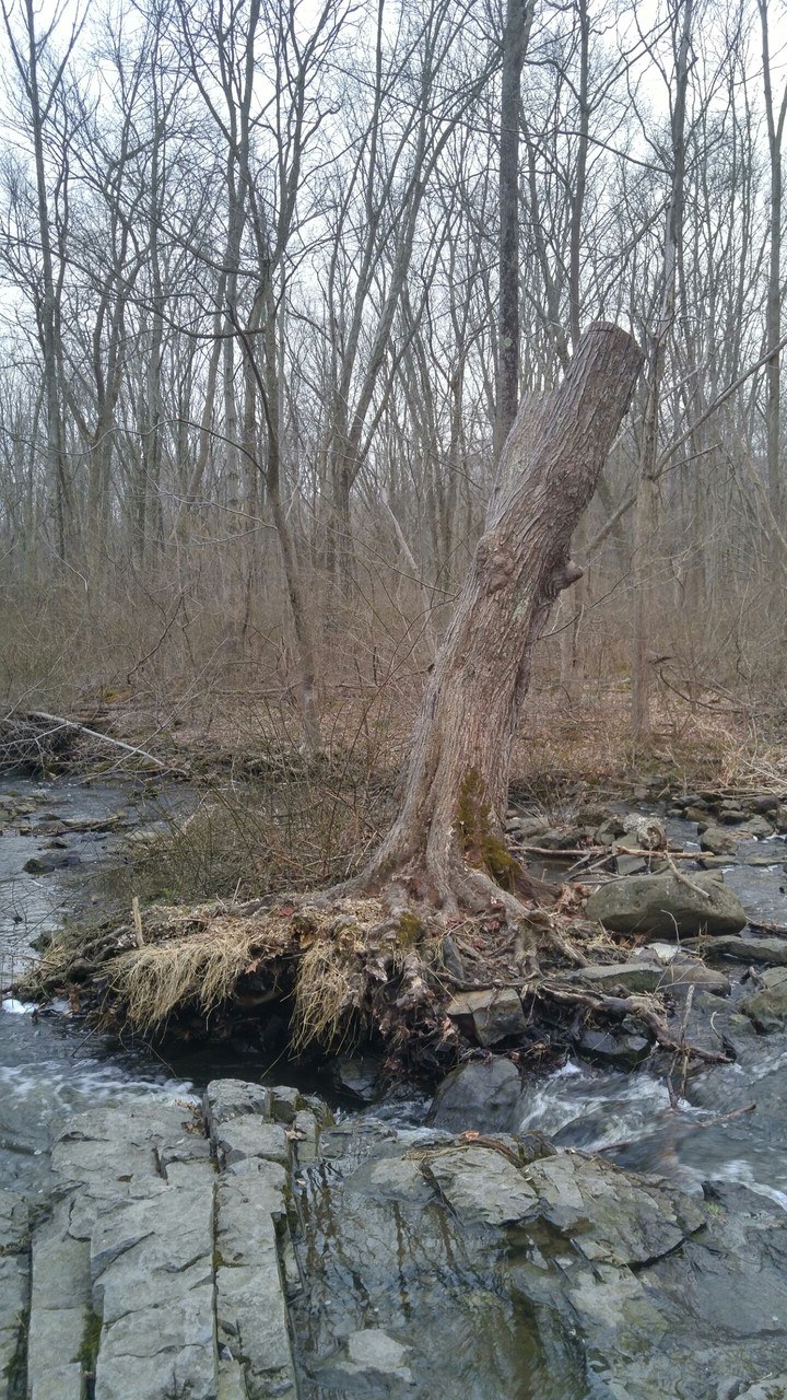 The lonely tree