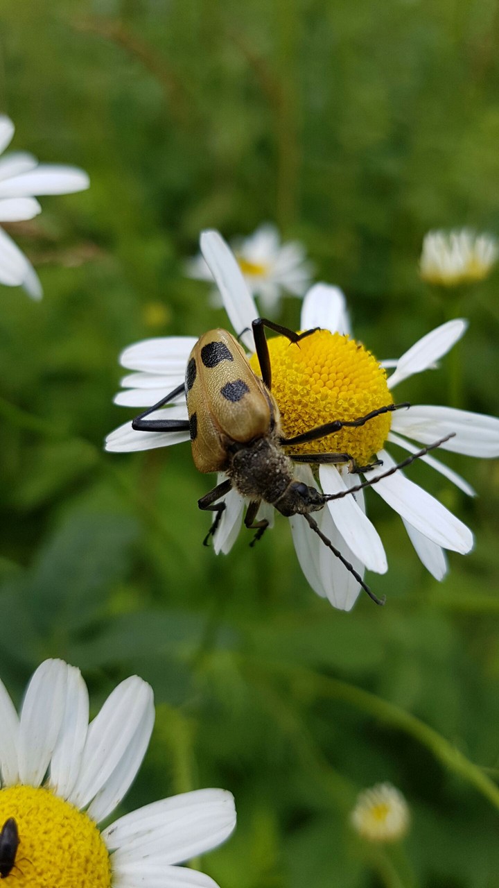 Beetle