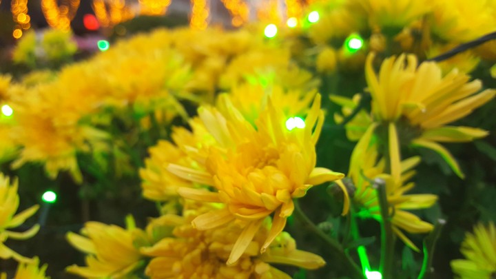 Glowing petals
