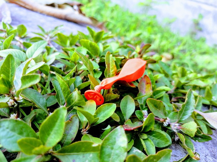 plant