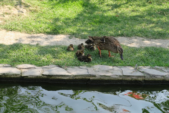 Mother duck and duckling
