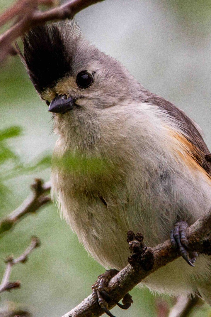 bird