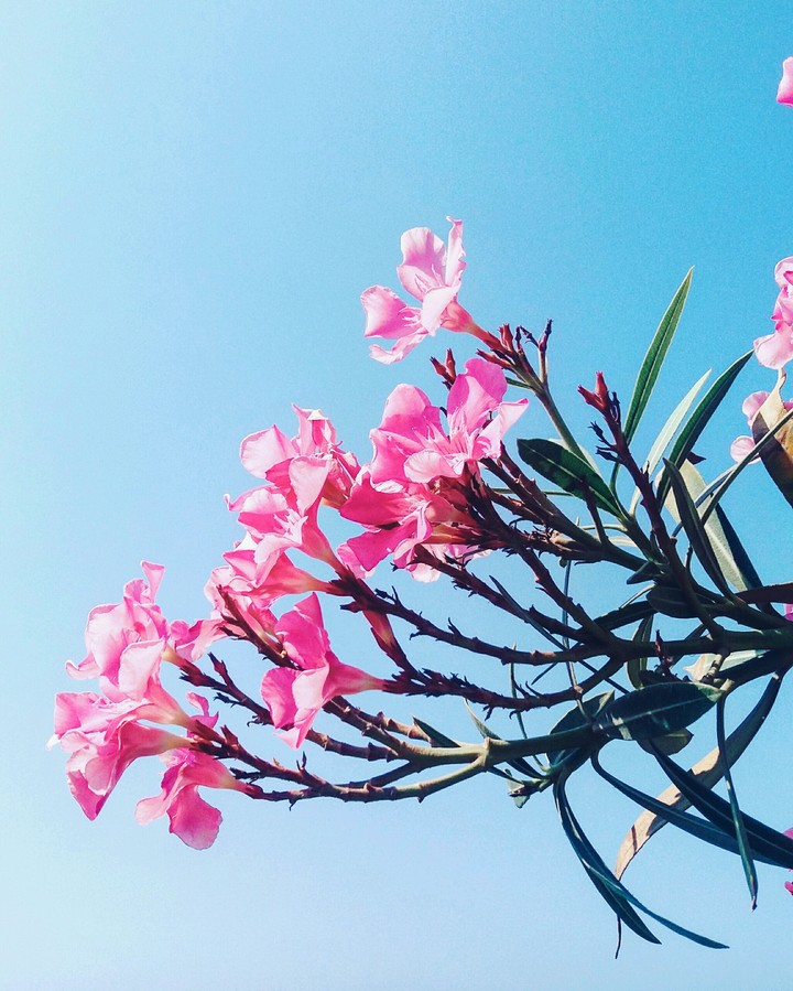 flowers