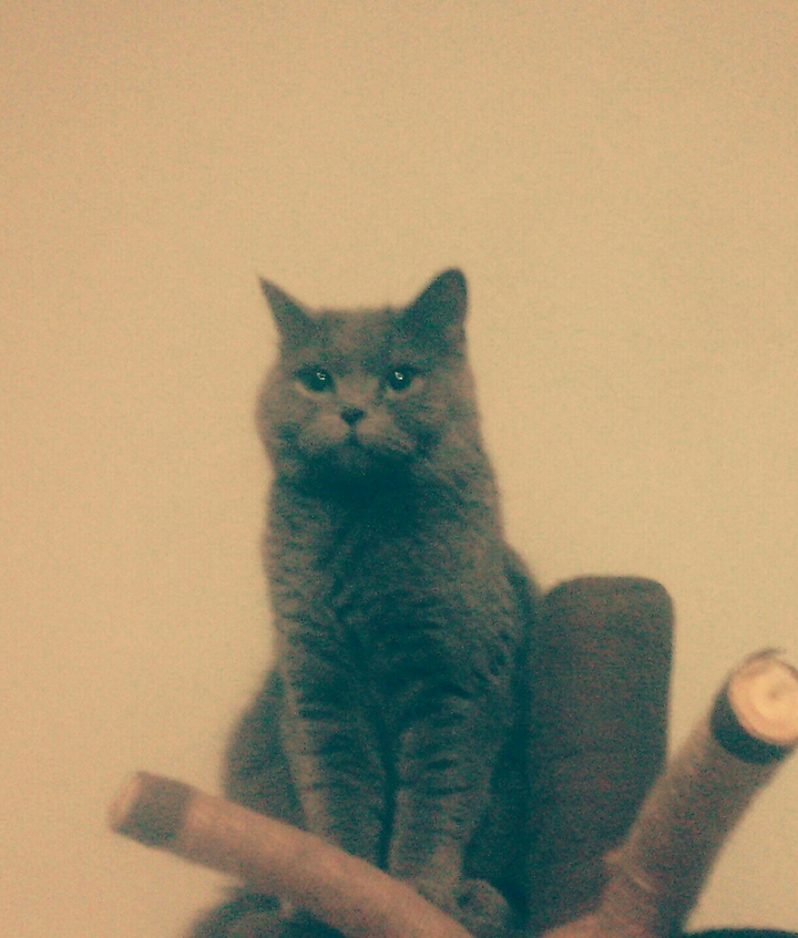 My cat on her tree