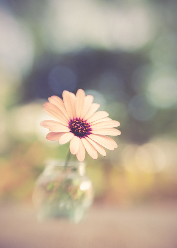 Flower With Blur Background