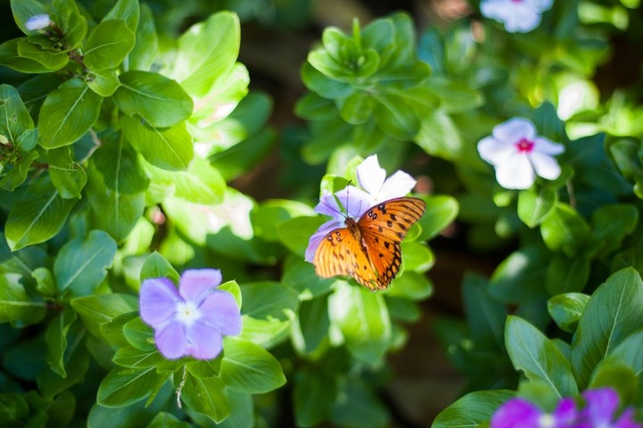 beautiful butterfly....