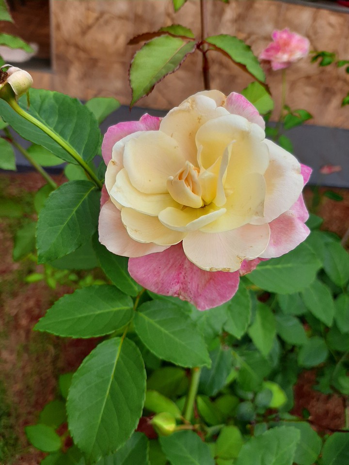 beautiful flower!
