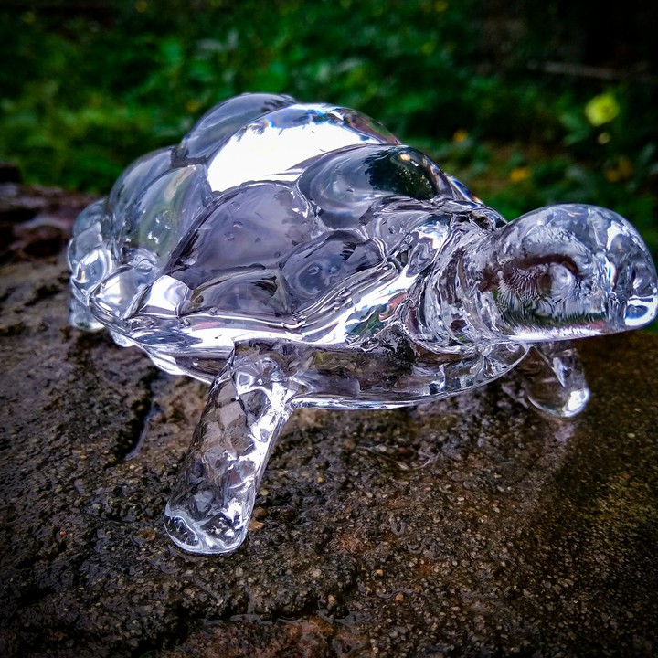 turtle