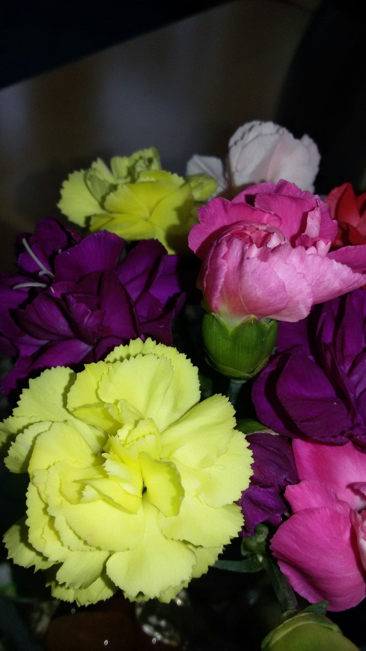 Blume
