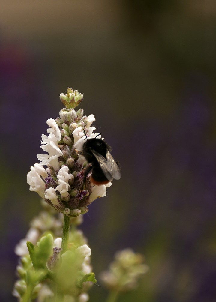white lavender