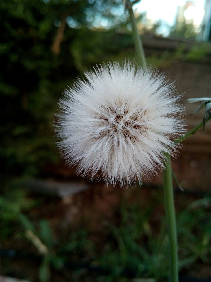 çiçek