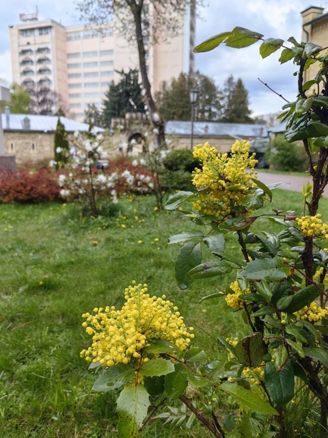 fonds d'écran mahonia, forb