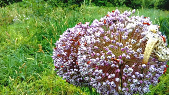 Nature.