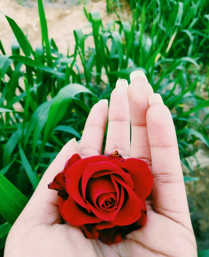 rose ?
