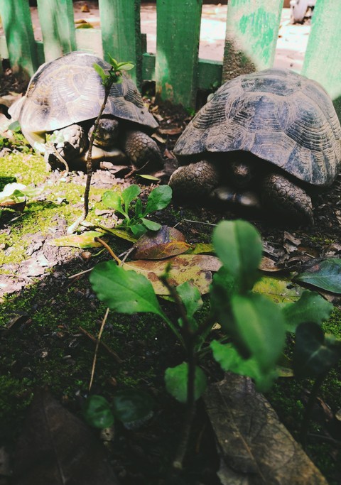 Turtles