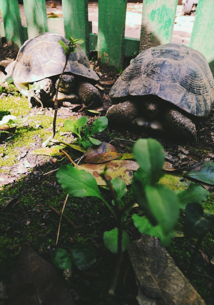 Turtles