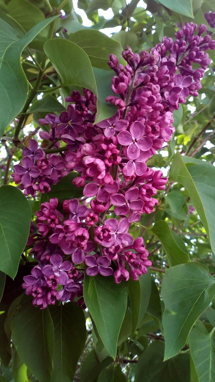Flowers.
