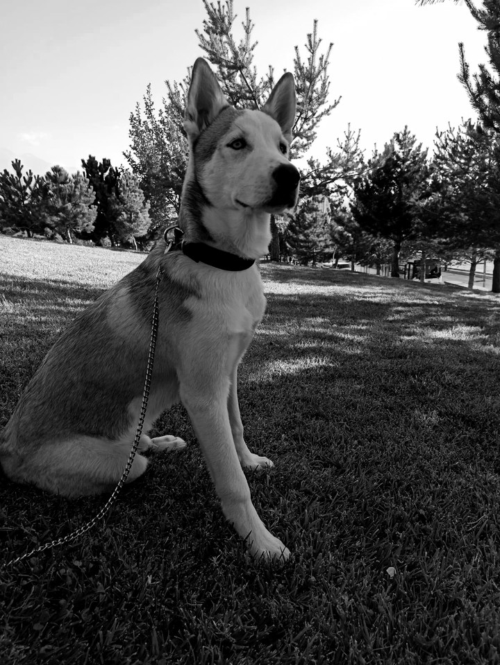 husky