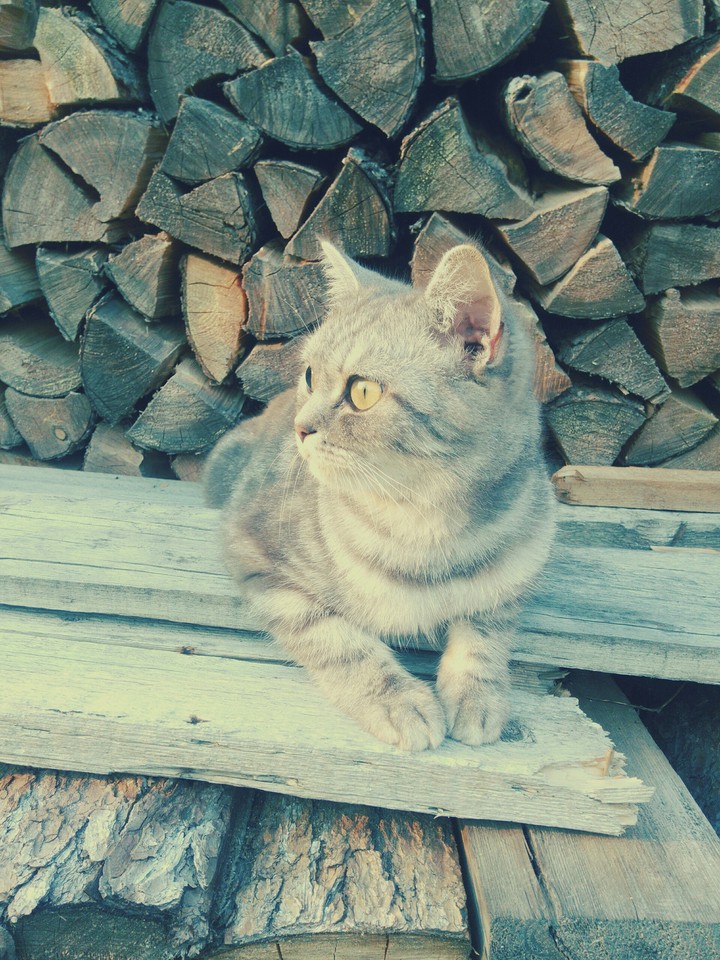 домашний любимец